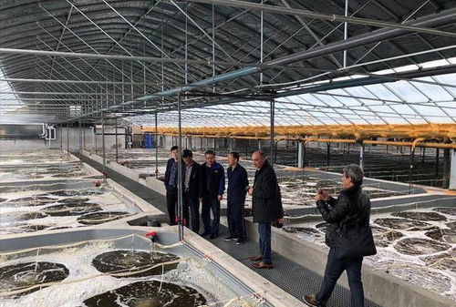 羅氏蝦抗生素泛濫與信息技術(shù)應(yīng)對策略